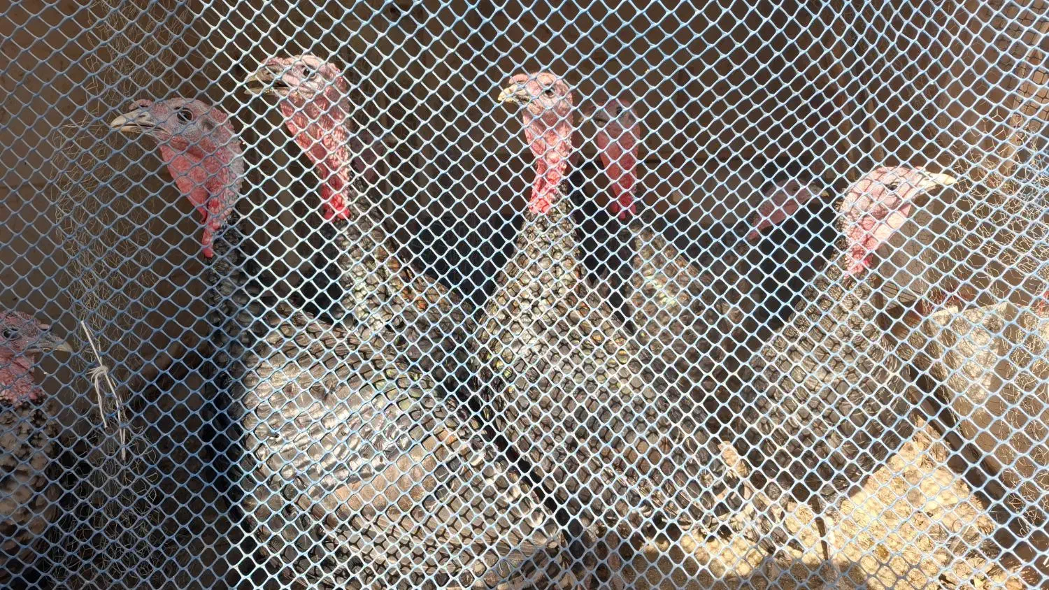 فروش بوقلمون نر|حیوانات مزرعه|اردبیل, |دیوار