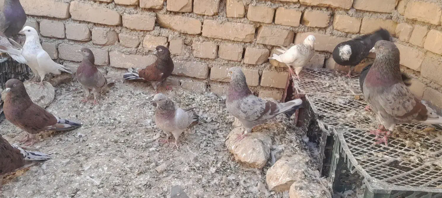 ۲۹ تا پرنده درجه یک|پرنده|داران, |دیوار
