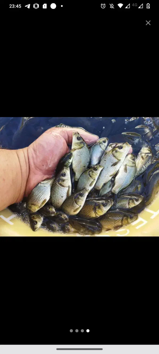 ماهی کپور|ماهی|شبستر, |دیوار