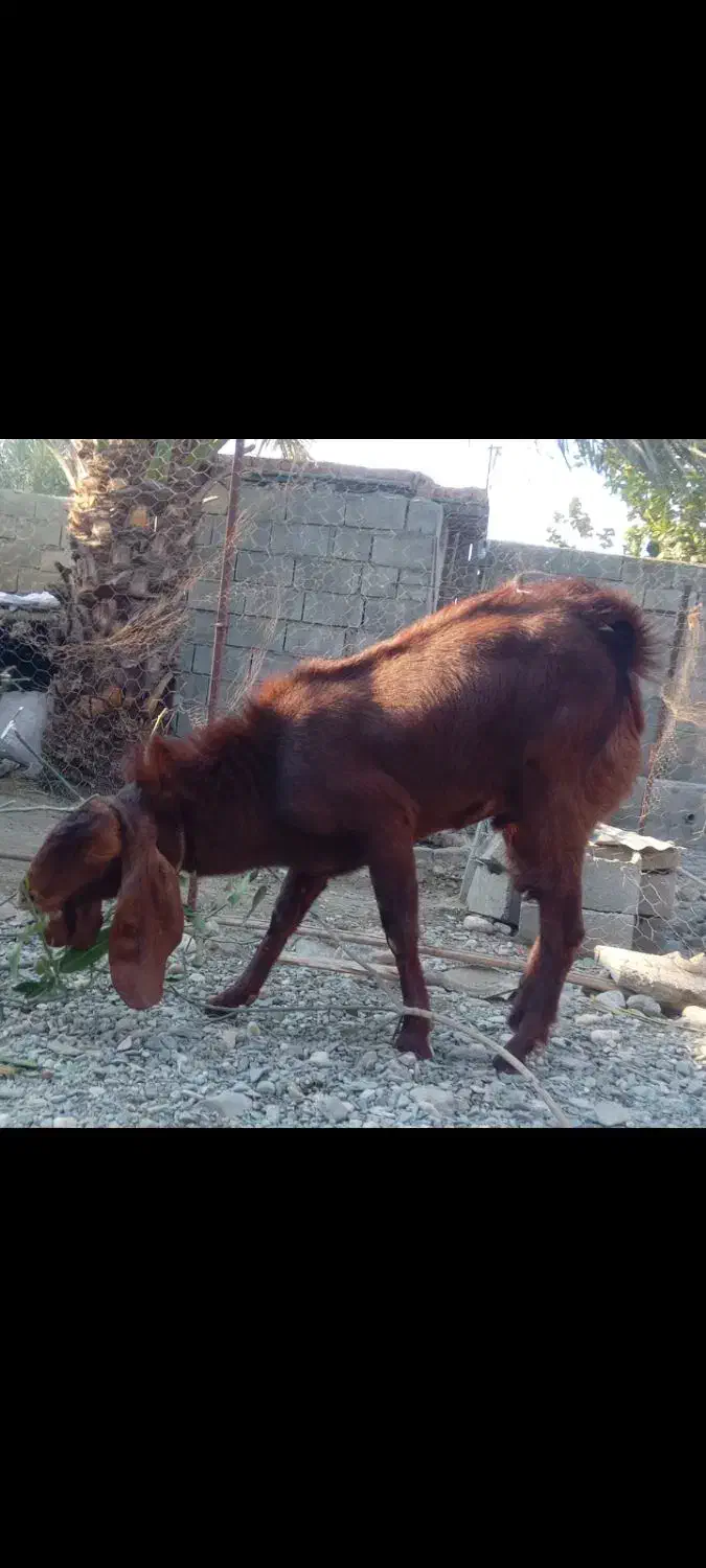 نری پاکستانی|حیوانات مزرعه|فاریاب, |دیوار