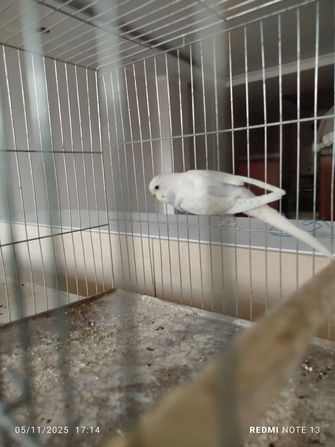 مرغ عشق|پرنده|فرخشهر, |دیوار