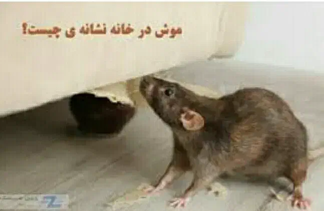 دفع موش بدون بو|خدمات نظافت|کیش, |دیوار