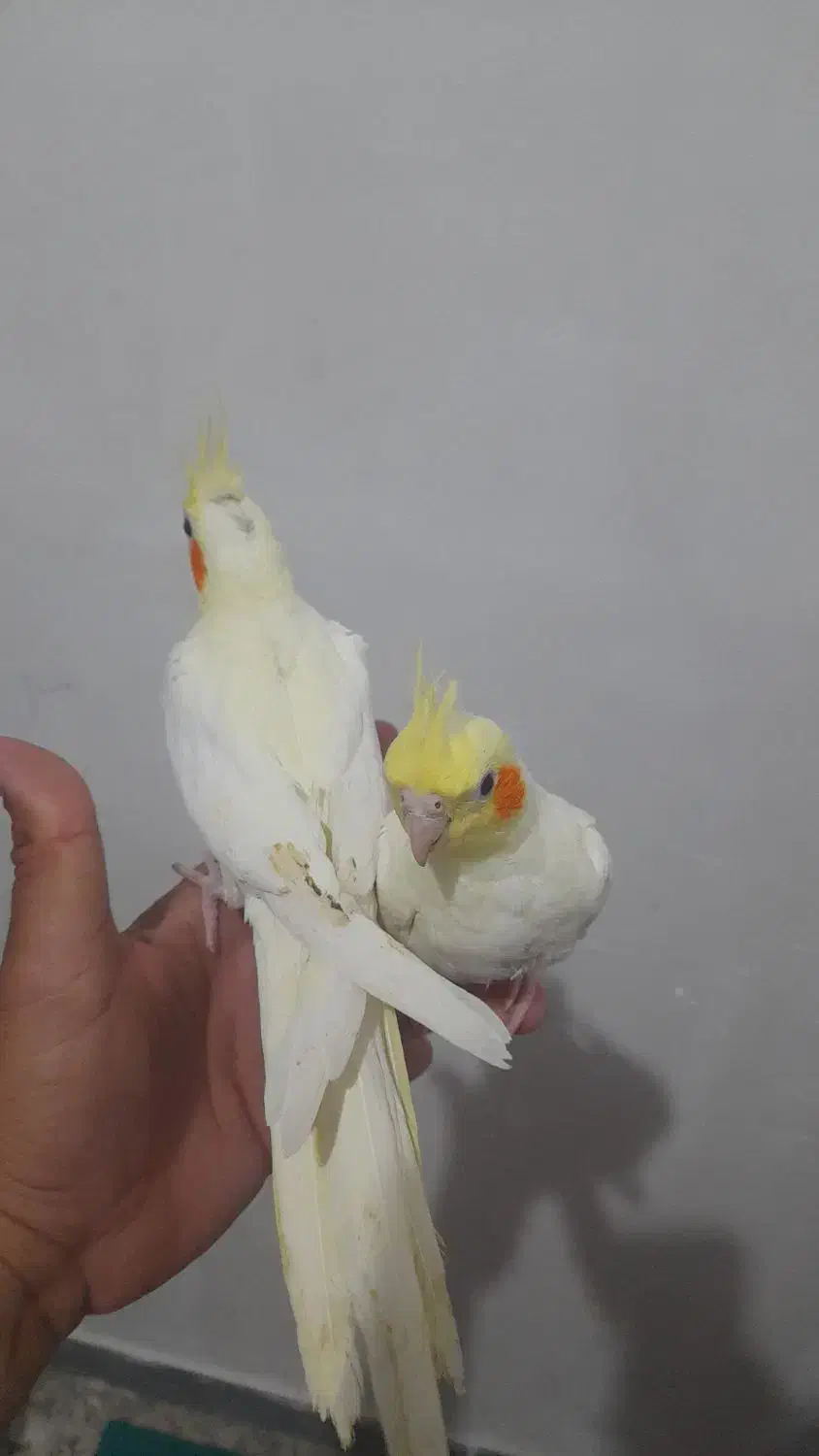 جوجه طوطی عروس هلندی|پرنده|سوسنگرد, |دیوار