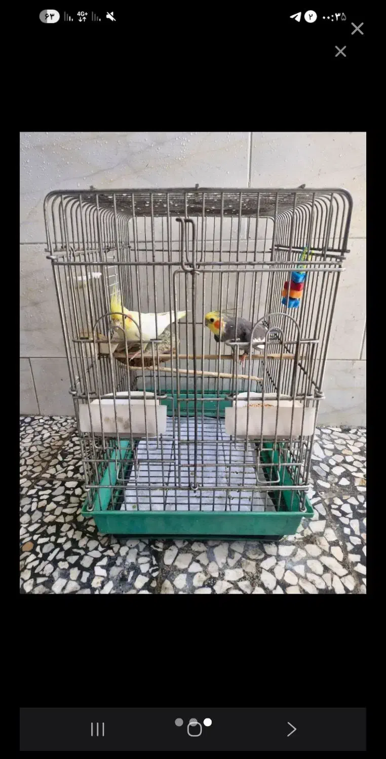 عروس هلندی بالغ|پرنده|آستانه اشرفیه, |دیوار