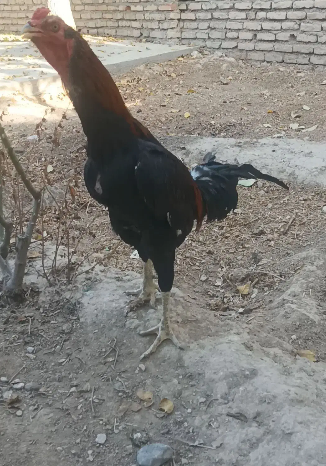 لاری اصیل|حیوانات مزرعه|درگز, |دیوار