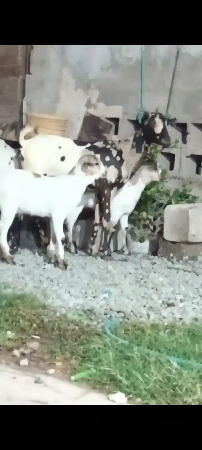 سه عدد بز کهره دار|حیوانات مزرعه|بندرعباس, |دیوار