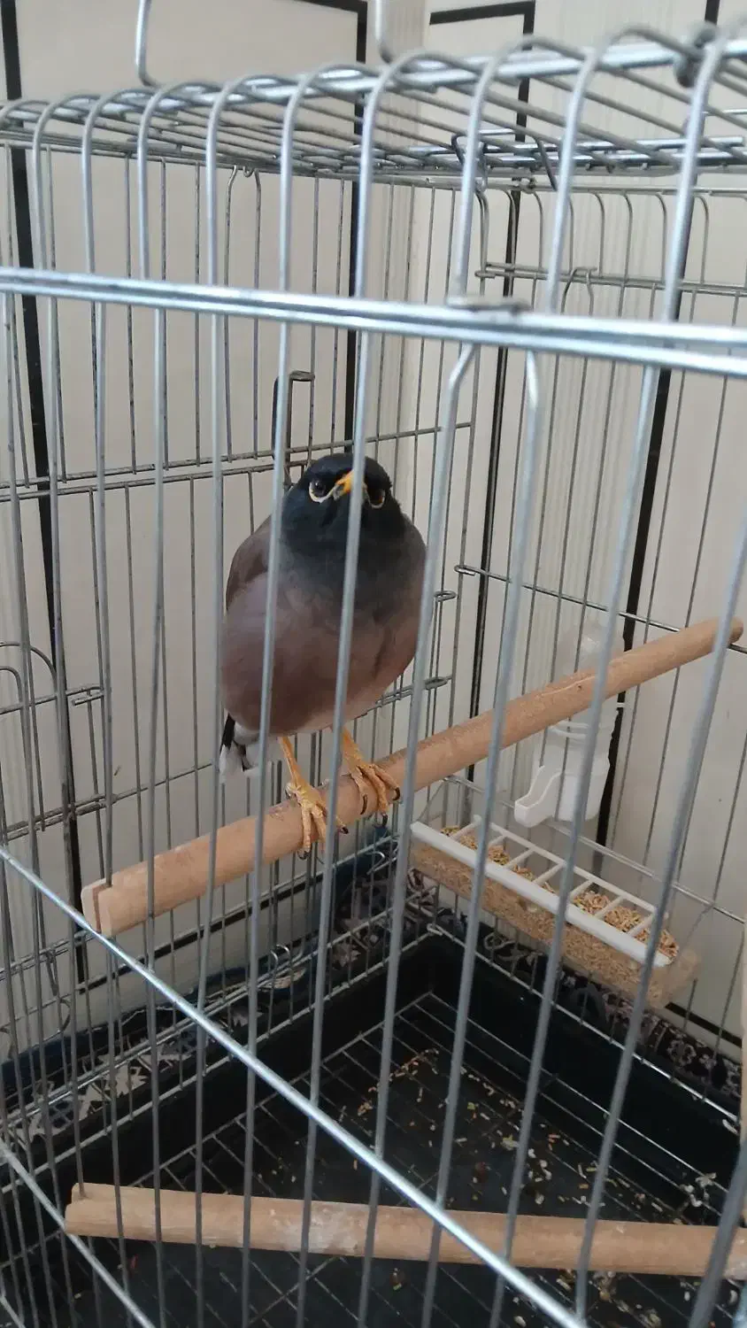 مینا مرغ|پرنده|یاسوج, |دیوار