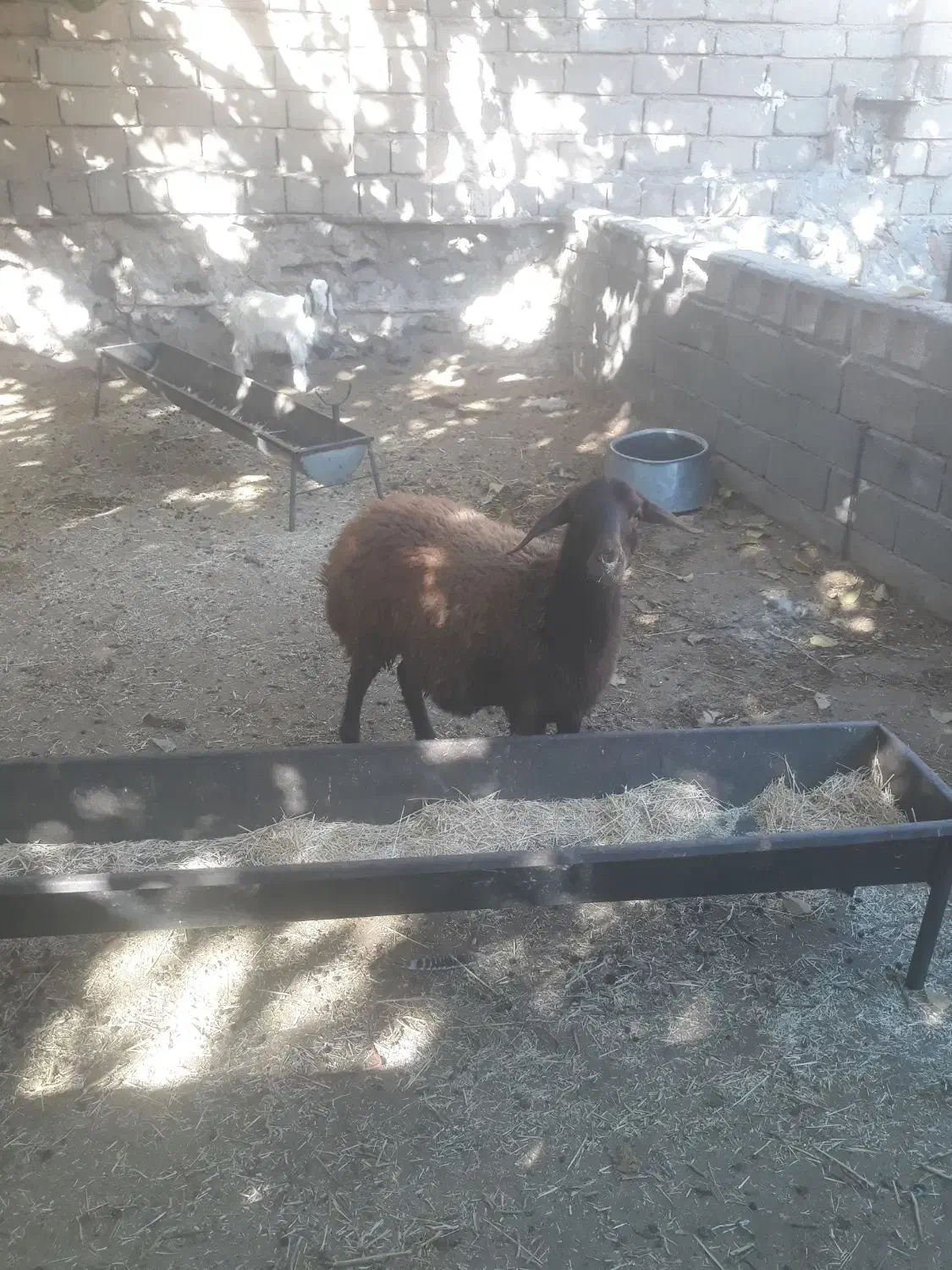 بره افشاری ماده عالی درجه یک|حیوانات مزرعه|صحنه, |دیوار