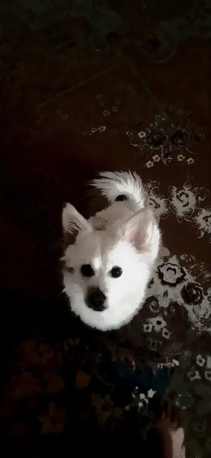 توله اشپیتز|سگ|قرچک, مجتمع مسکونی طبیعت|دیوار