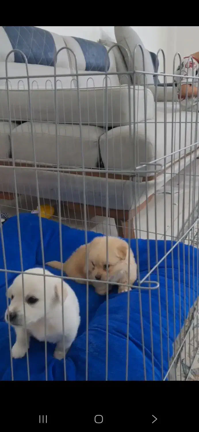 فروش|سگ|مشهد, امیریه|دیوار