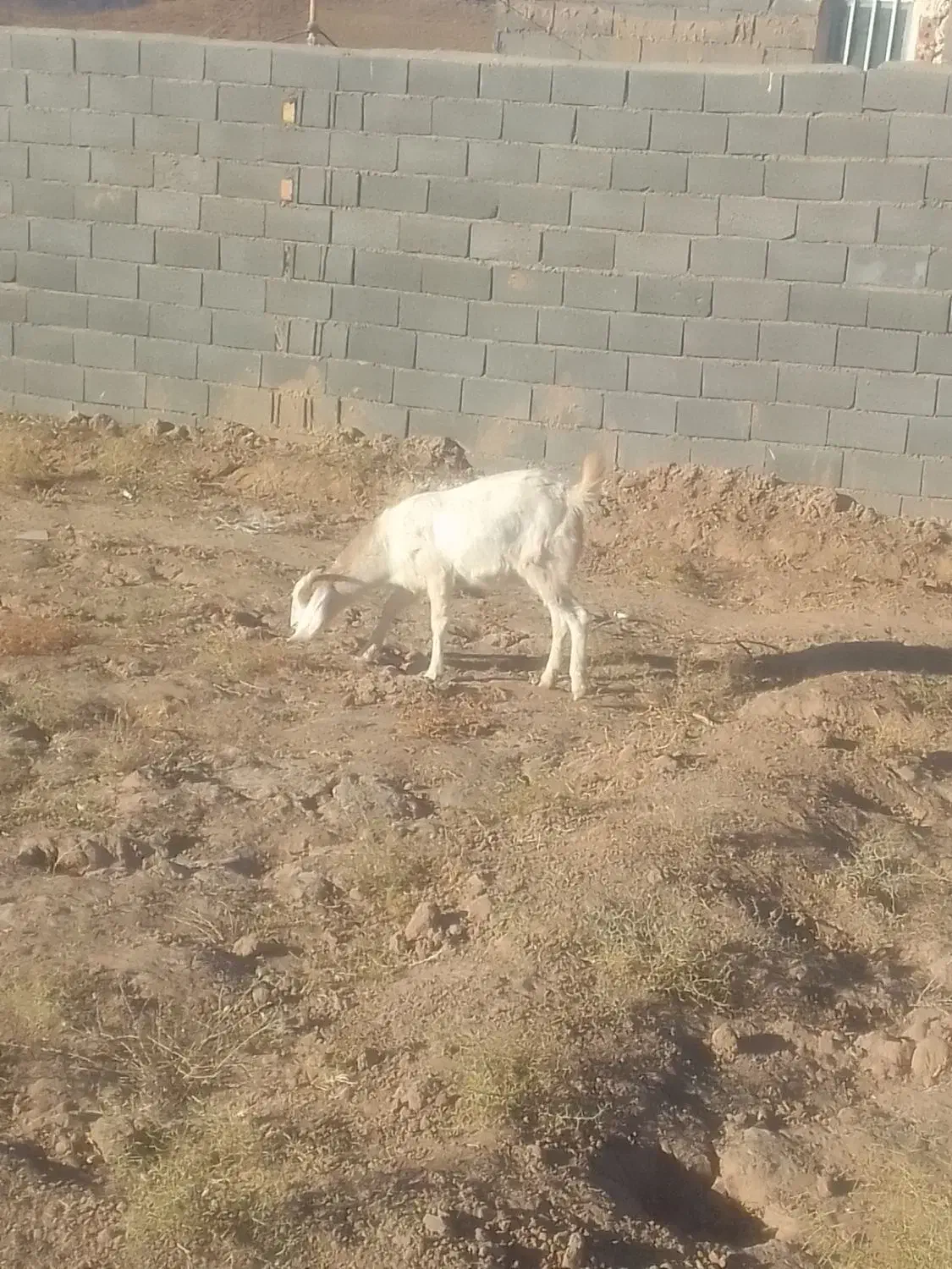 دوعدد بز جوان|حیوانات مزرعه|تایباد, |دیوار