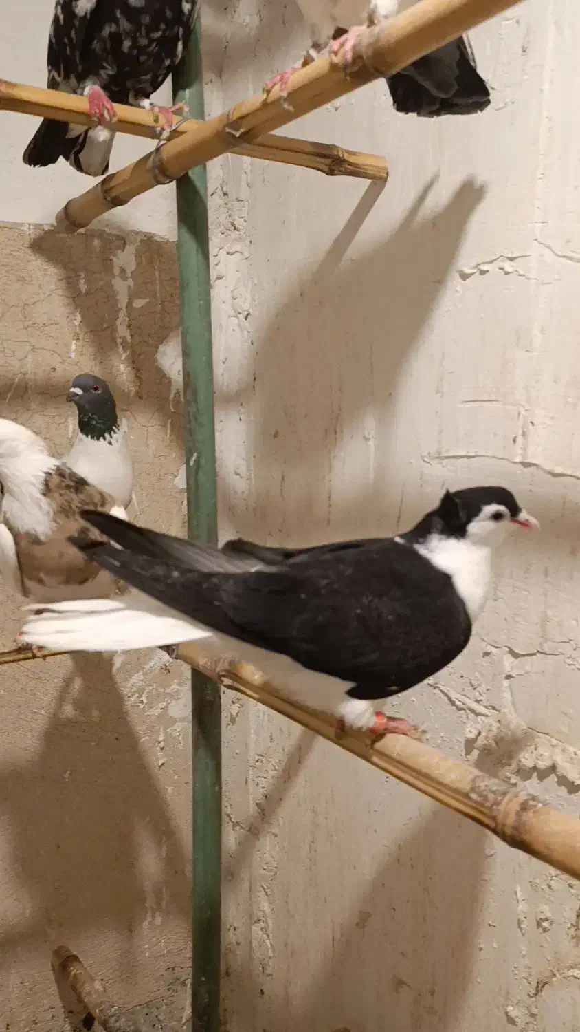 کبوتر.یاکفتر تهرانی شهرستانی|پرنده|مشکیندشت, |دیوار