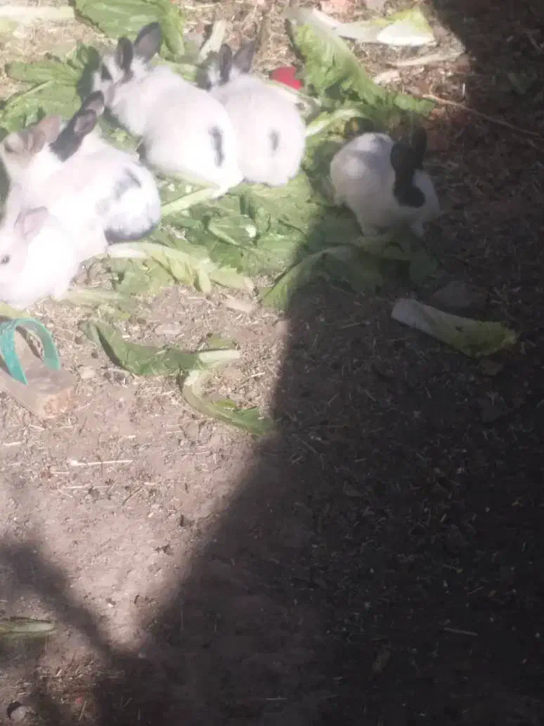 خرگوش|موش و خرگوش|مریوان, |دیوار