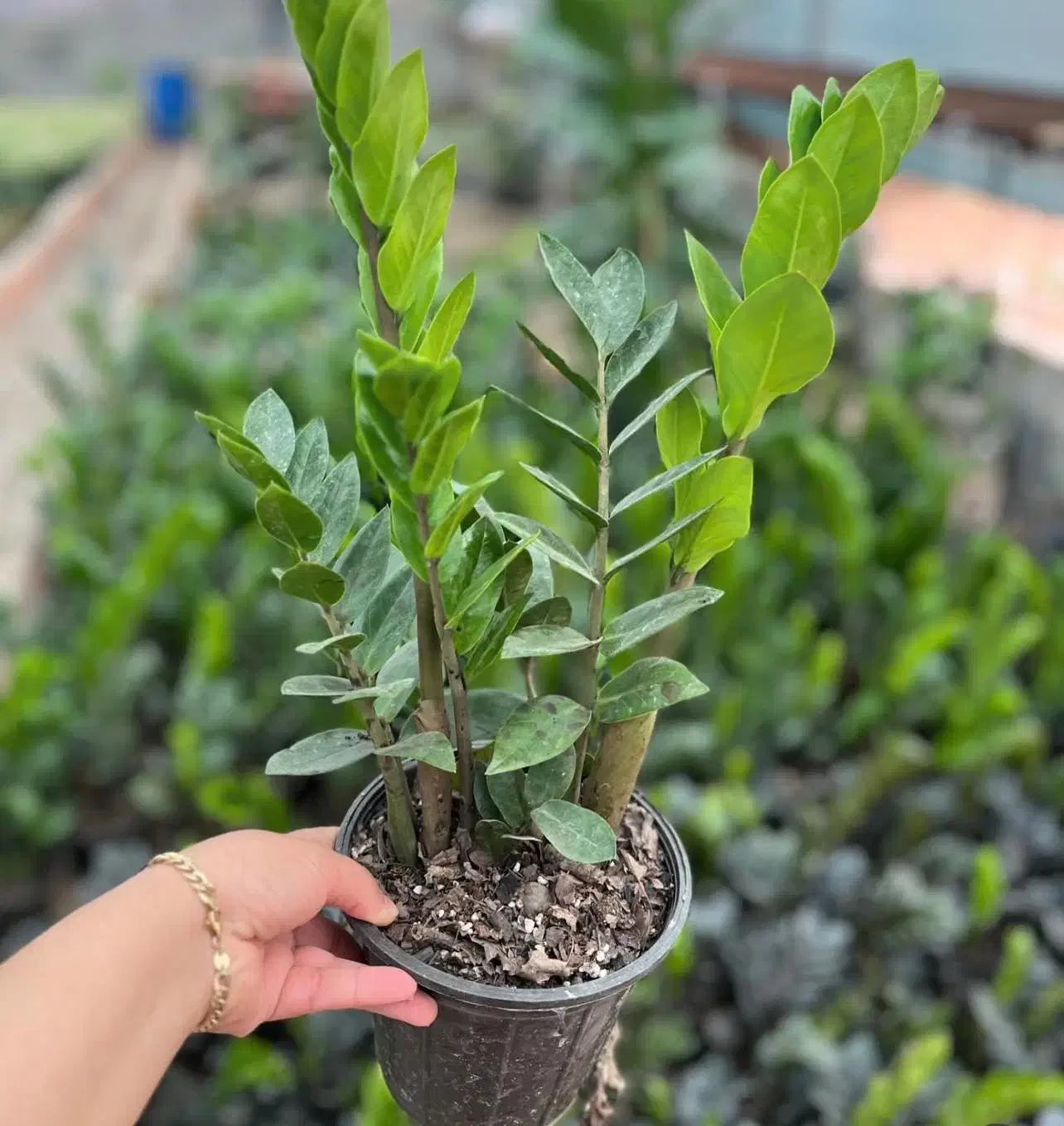 فروش انواع گلهای اپارتمانی|گل و گیاه طبیعی|سنندج, |دیوار