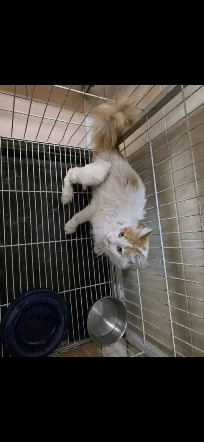 واگذاری رایگان گربه|گربه|کرج, جهانشهر|دیوار