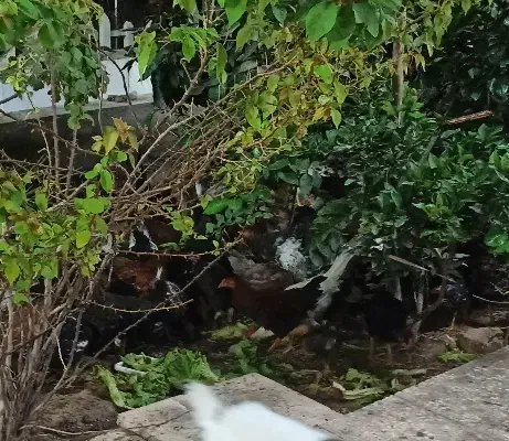 مرغو خروس محلی|حیوانات مزرعه|قم, پردیسان|دیوار