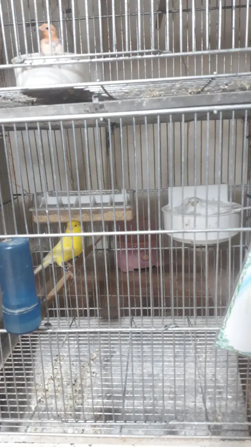 قناری|پرنده|برخوار, |دیوار