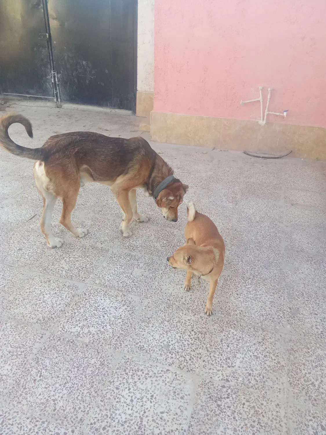 سگ نگهبان|سگ|باغستان, |دیوار