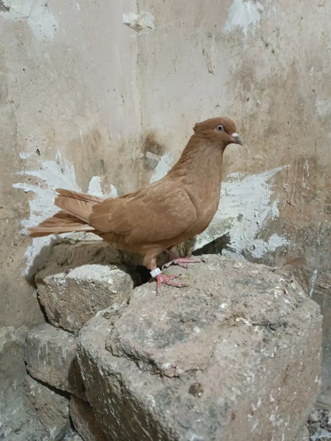 کبوتریرنگ|پرنده|بروجرد, |دیوار