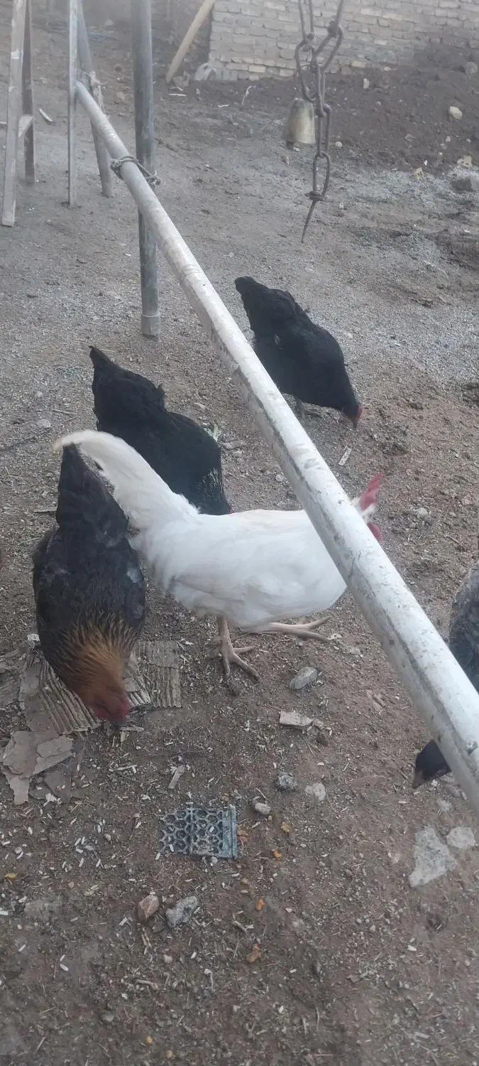 خروس مرغ|حیوانات مزرعه|لاران, |دیوار