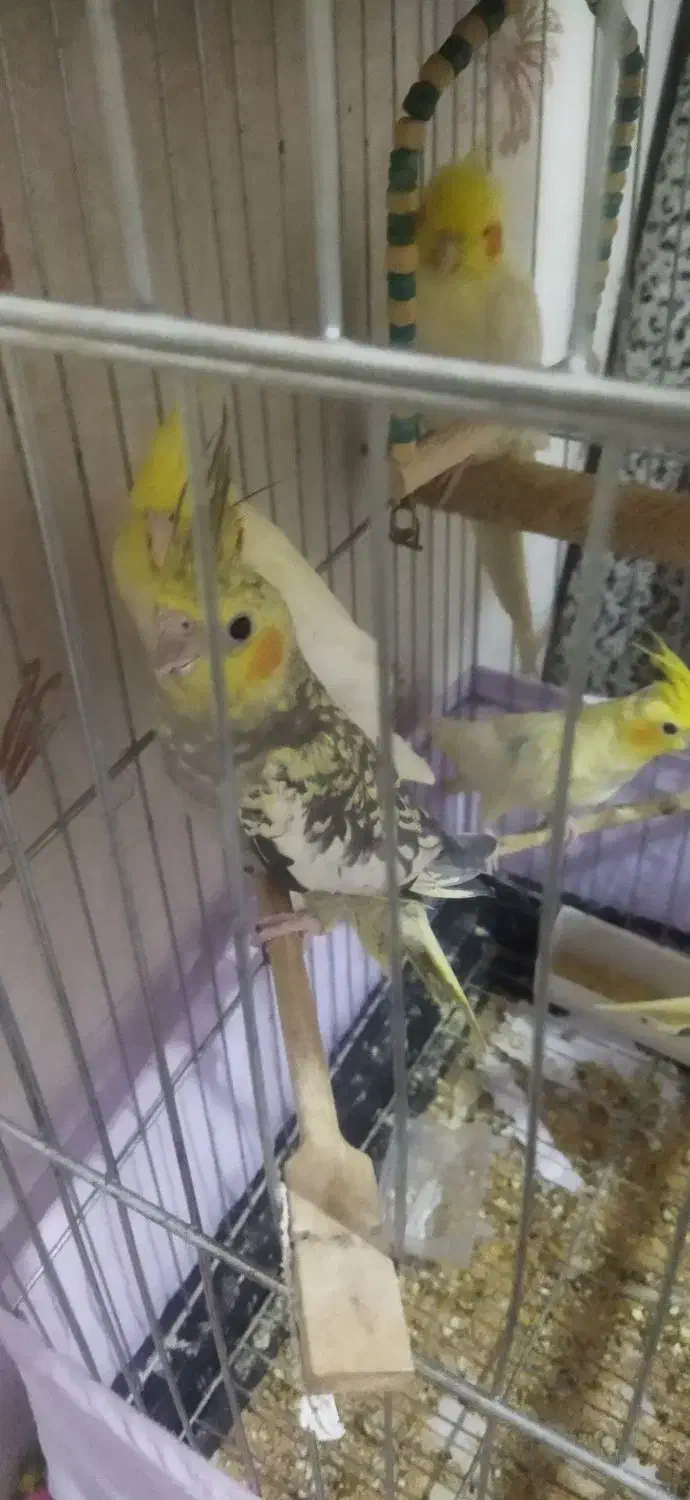 عروس هلندی ۴ ماه|پرنده|چهارباغ, |دیوار