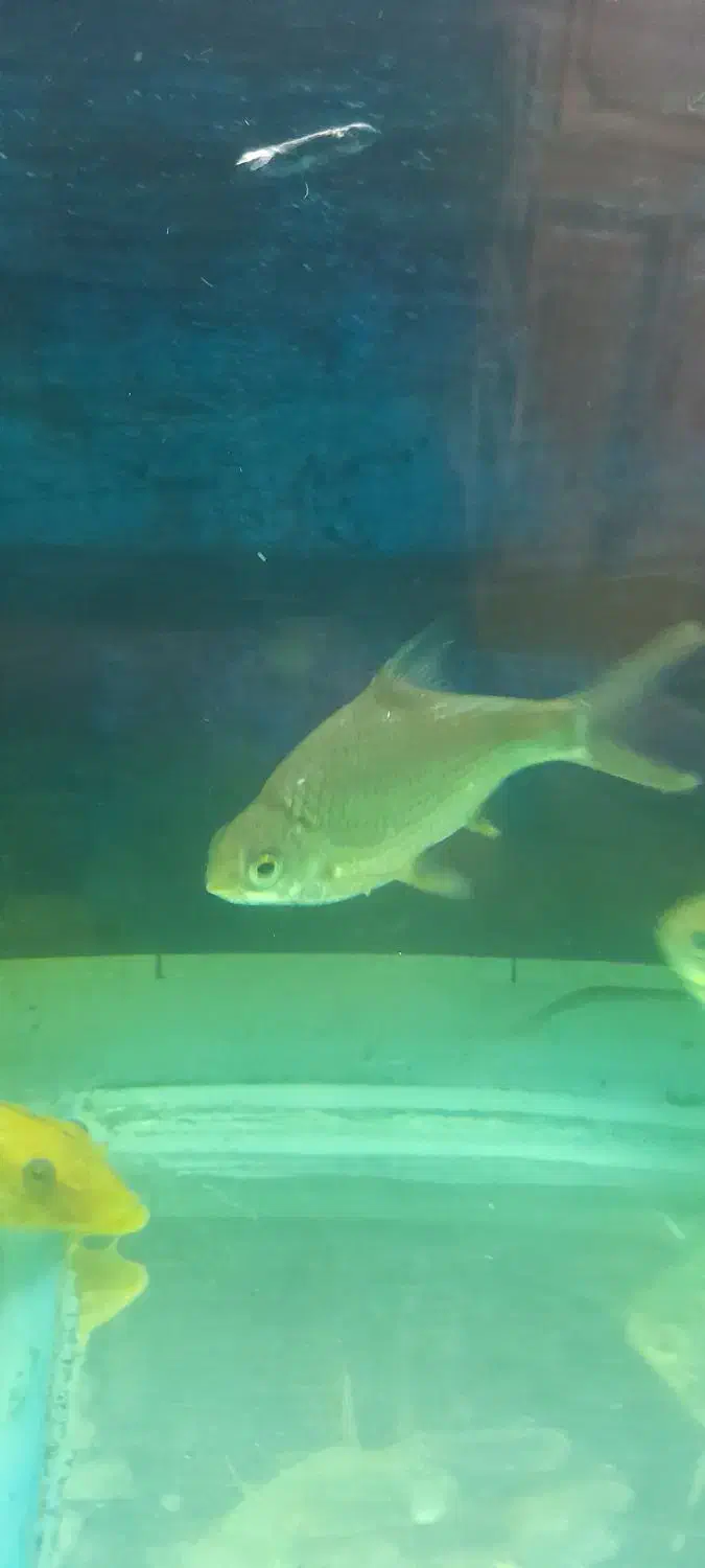 پنج عددماهی دالر و بارب حلب|ماهی|خمینی‌شهر, |دیوار