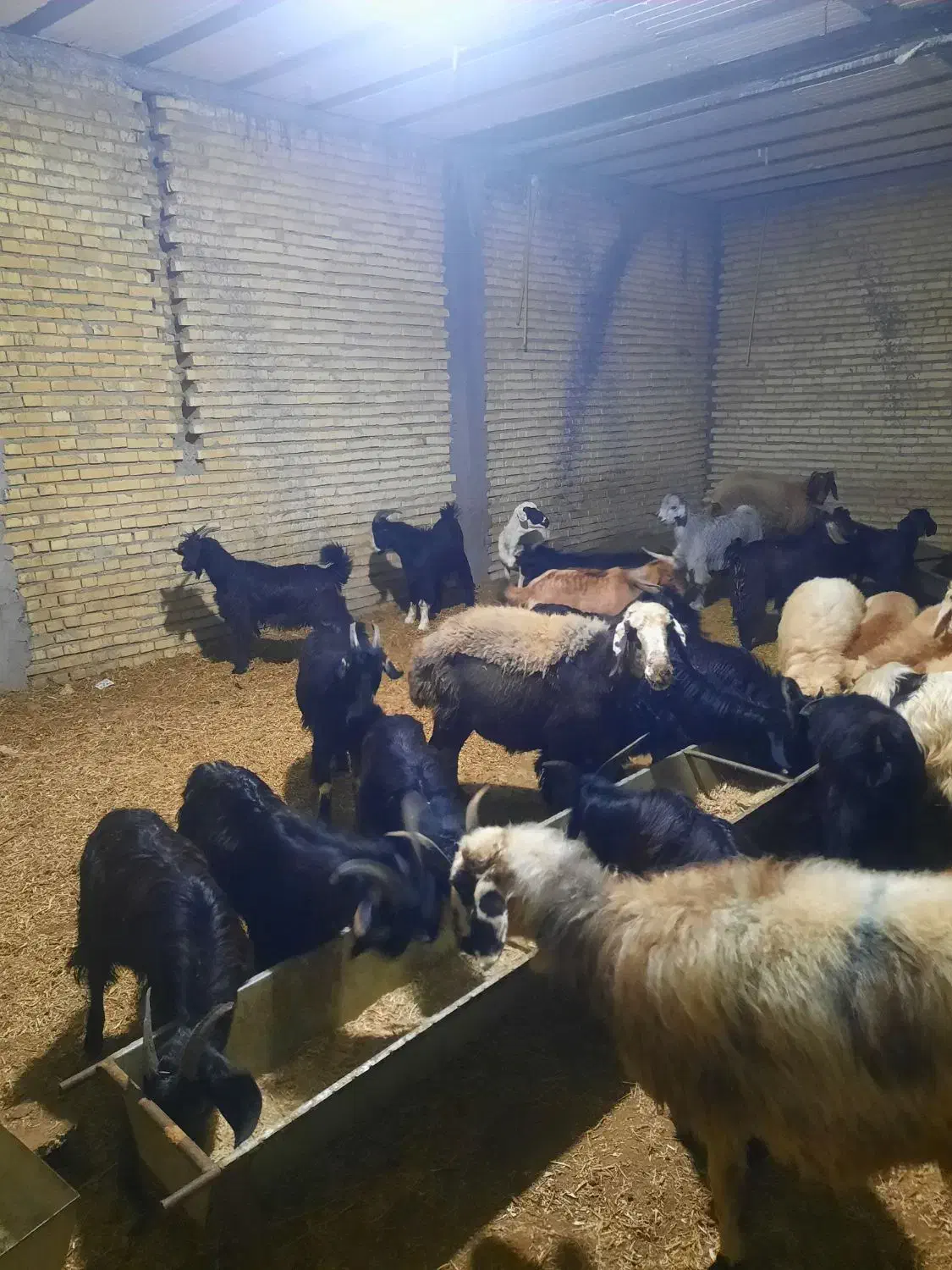 ۳۰عدد کهره نره پلوار|حیوانات مزرعه|بندر گناوه, |دیوار