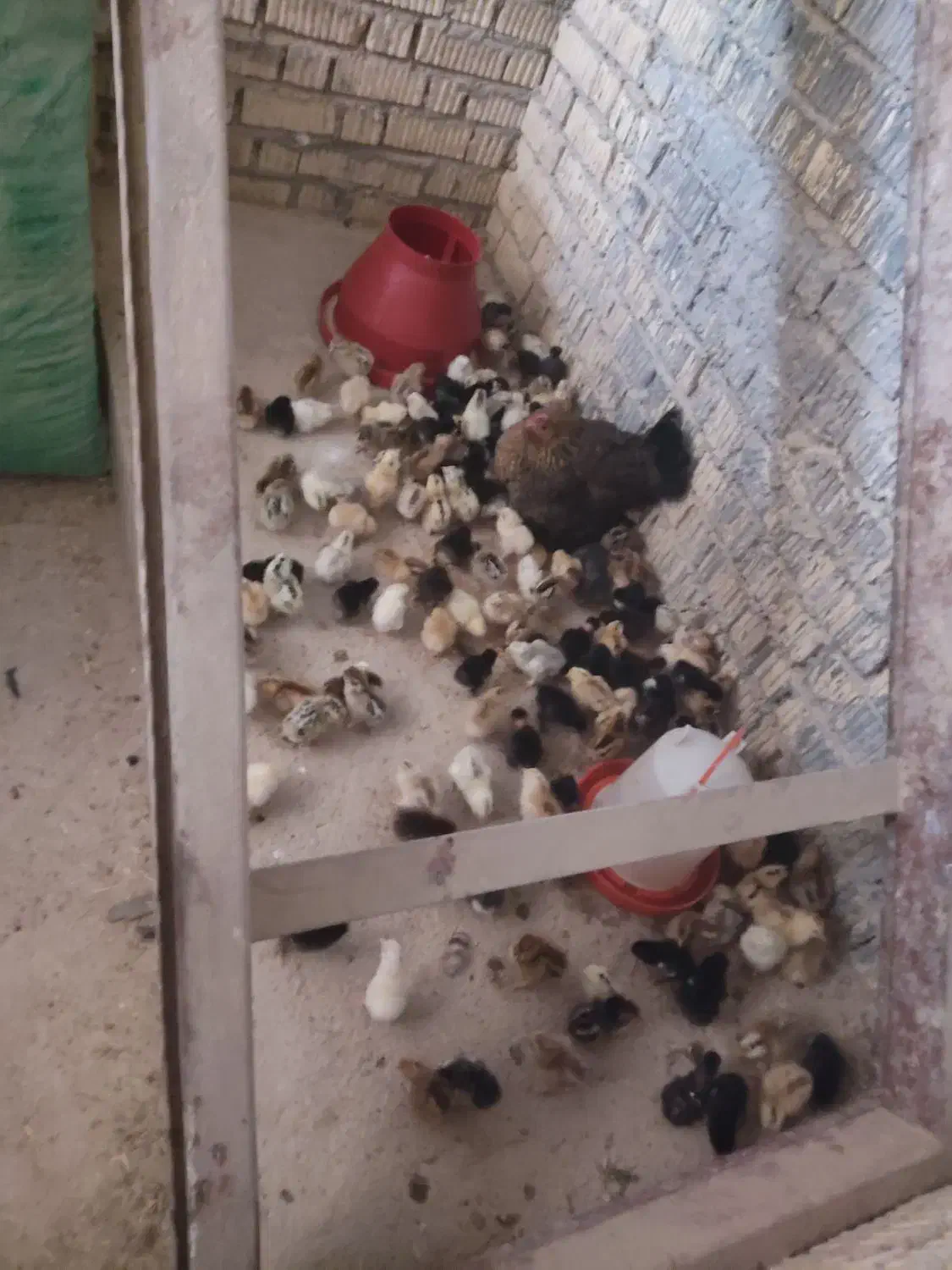 دستگاه جوجه کشی فاخته|ماشینآلات صنعتی|دهدشت, |دیوار