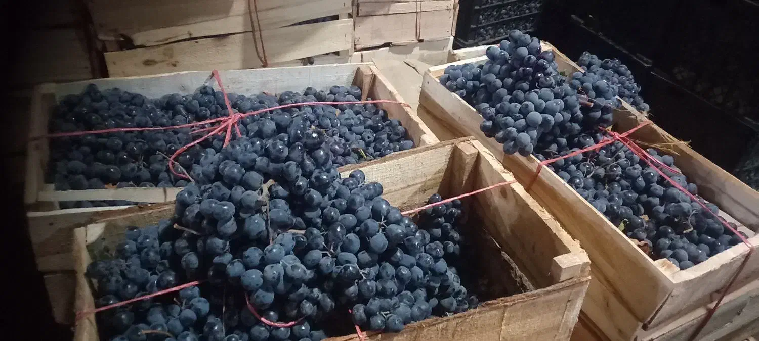 انگور دیم شانی شاهانی سردشت|خوردنی و آشامیدنی|کرج, میدان میوه و تره بار مرکزی|دیوار