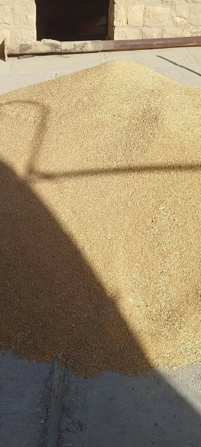 گندم|خوردنی و آشامیدنی|طرهان, |دیوار