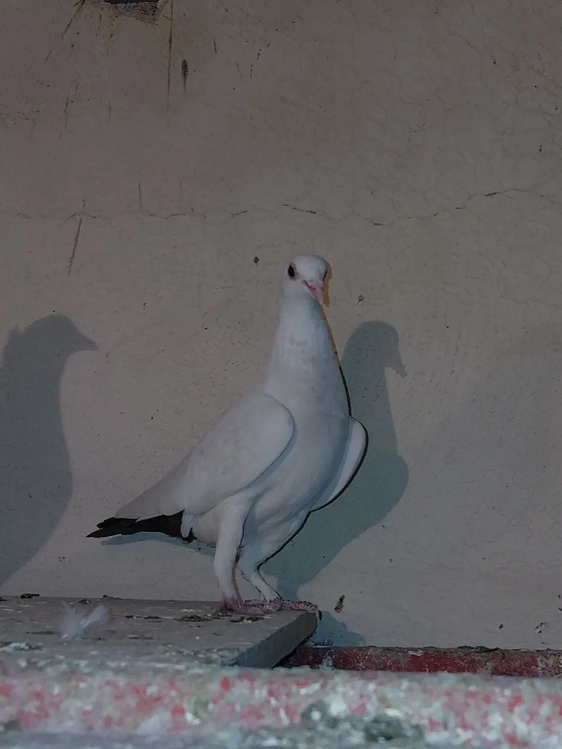 ۴عدد ماده دم سیاه|پرنده|کرمان, |دیوار