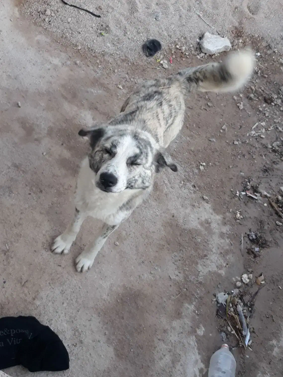 سگ چشم، ابی|سگ|بجنورد, |دیوار