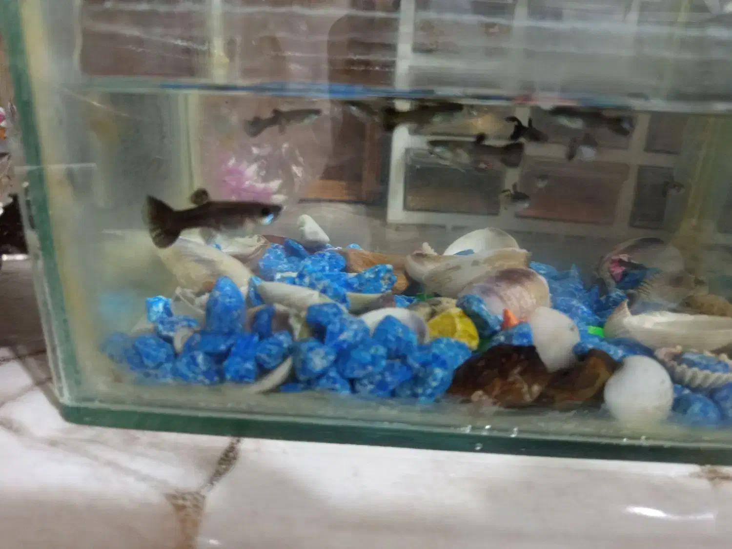 ماهی گوپی|ماهی|چناران, |دیوار