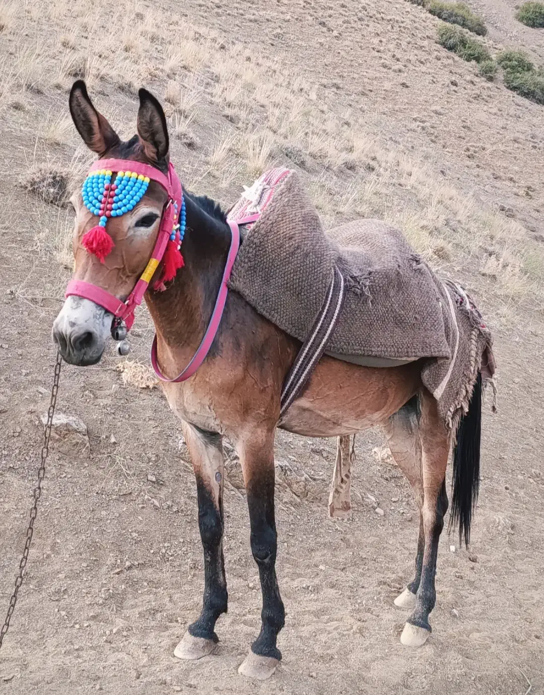 قاطر فروشی|حیوانات مزرعه|کلاردشت, |دیوار