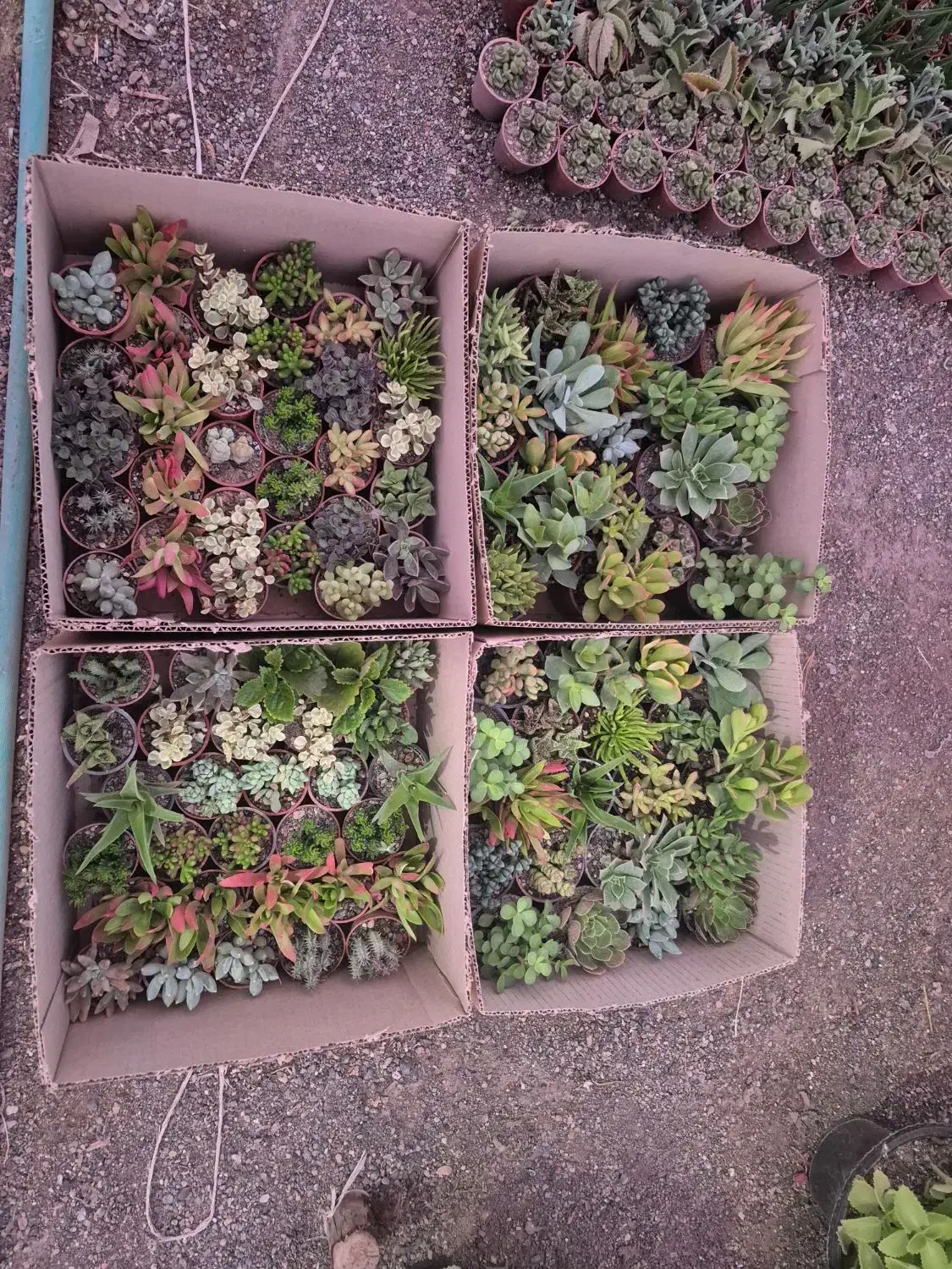 گل و ساکولنت، کاکتوس ، هدیه ،روز دختر ،دانش آموز|گل و گیاه طبیعی|مشهد, رسالت|دیوار