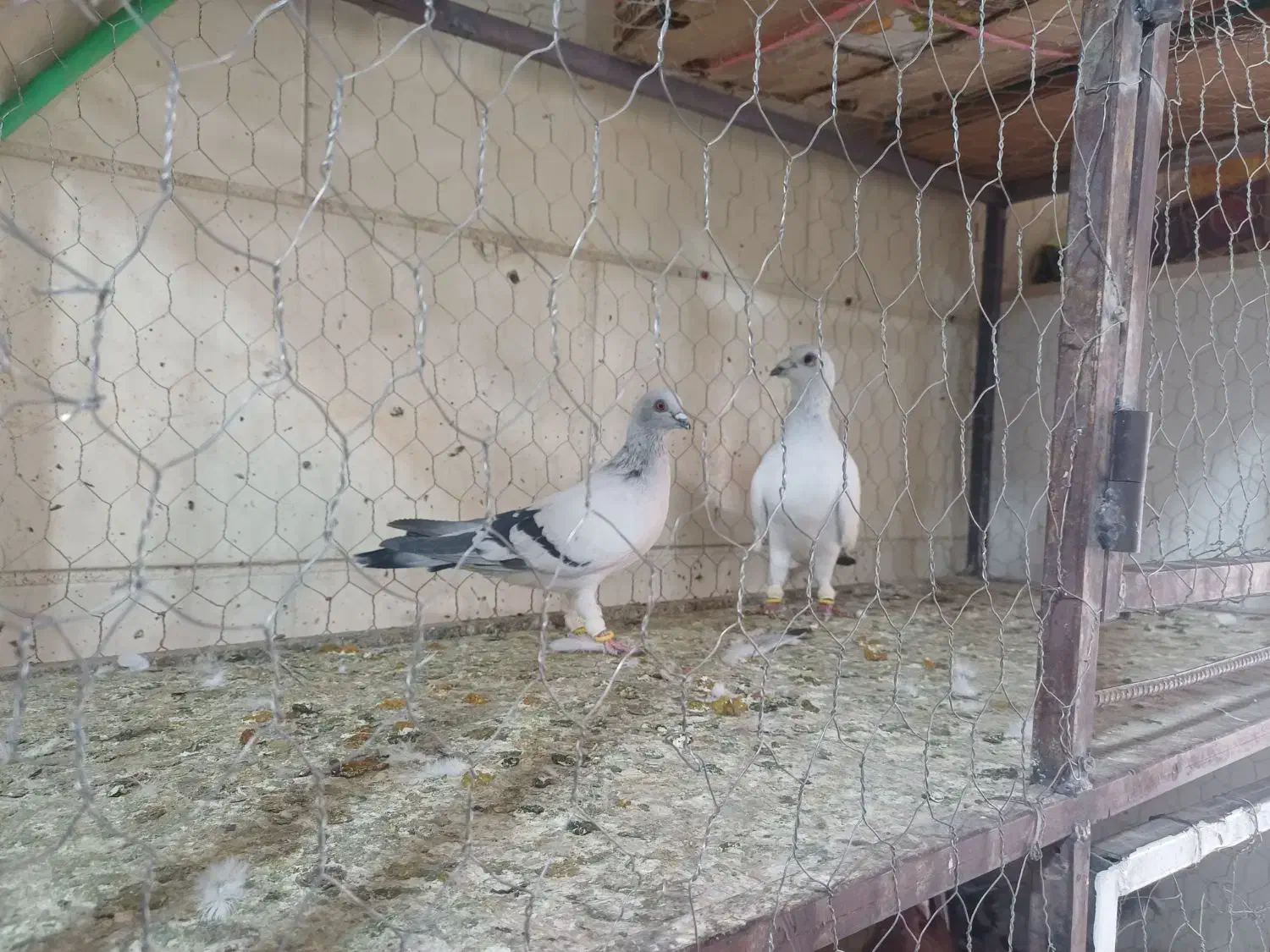 کفتر پرنده کبوتر|پرنده|اقبالیه, |دیوار