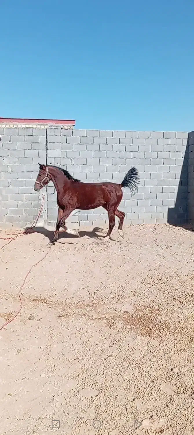 کره  اسب نریون. قیمت توافقی|اسب و تجهیزات اسب‌سواری|فلاورجان, |دیوار