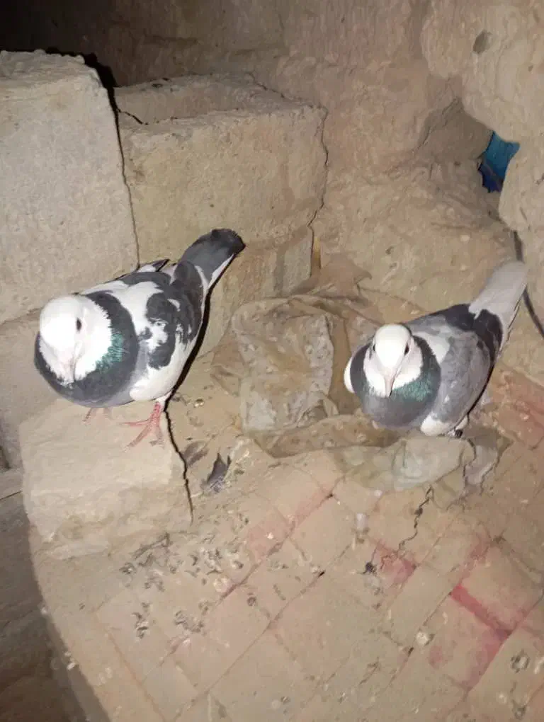 کبوتر|پرنده|زهک, |دیوار