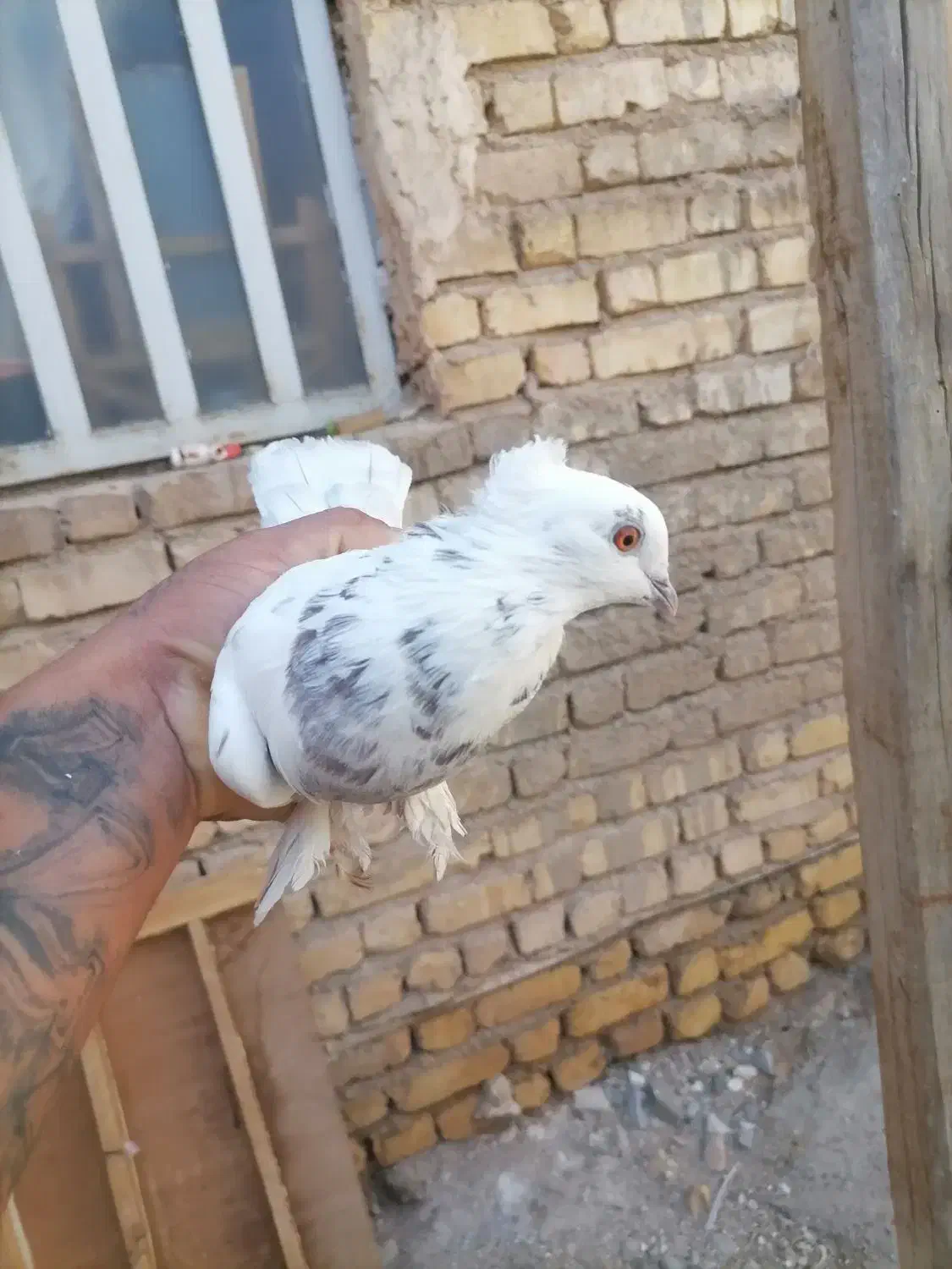 کفتر طوق سرور|پرنده|شیراز, گچی|دیوار