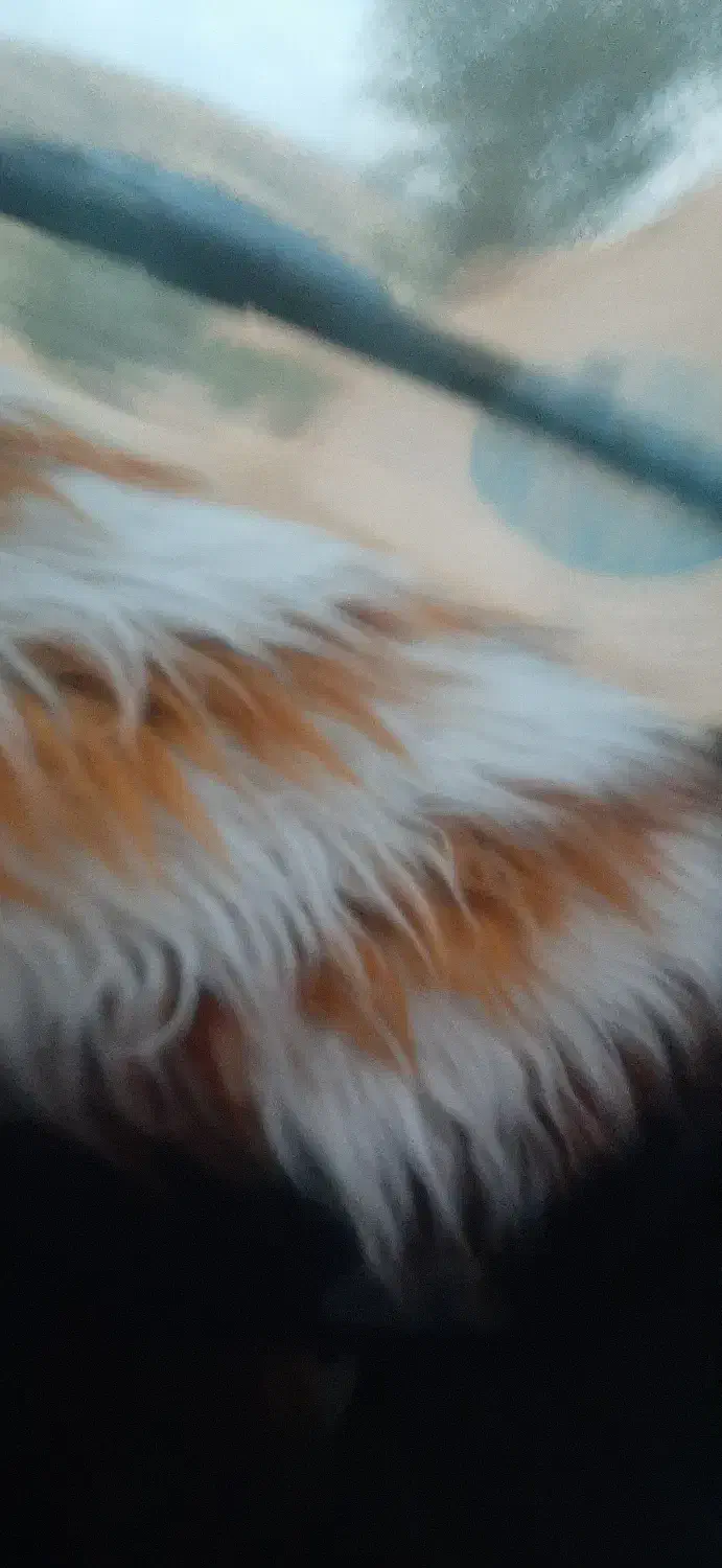 پیکان ۸۳|خودرو سواری و وانت|ناغان, |دیوار