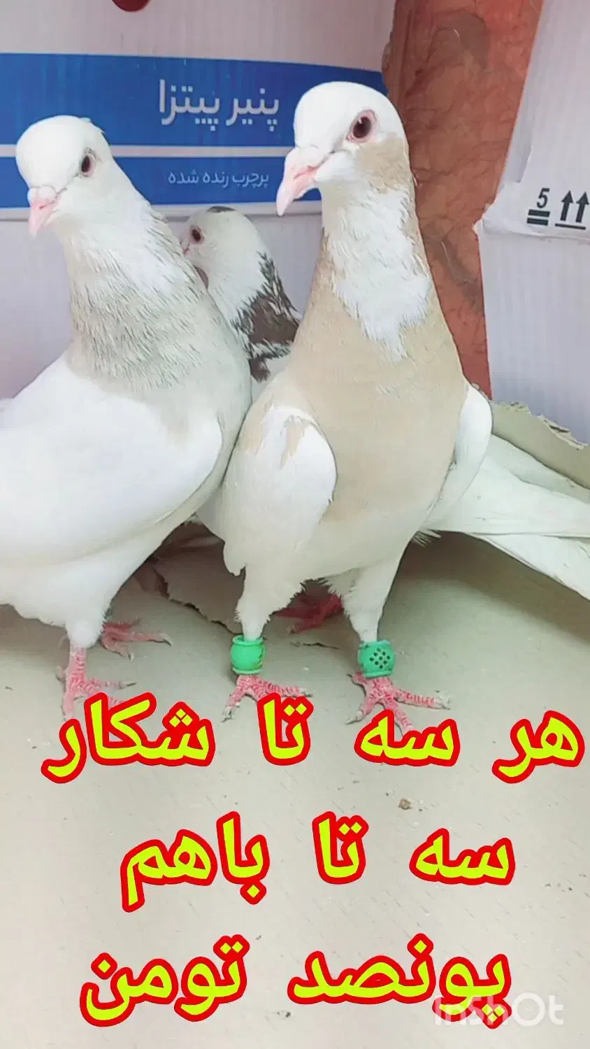 سه تا کفتر شکار روز|پرنده|گنبد کاووس, |دیوار