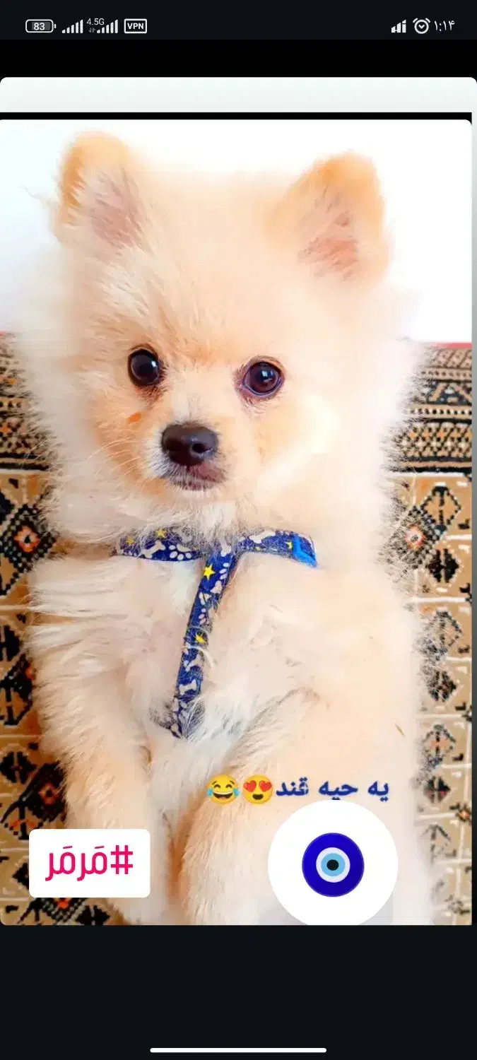 سگ پامرانین|سگ|نیشابور, خط کاشمر|دیوار