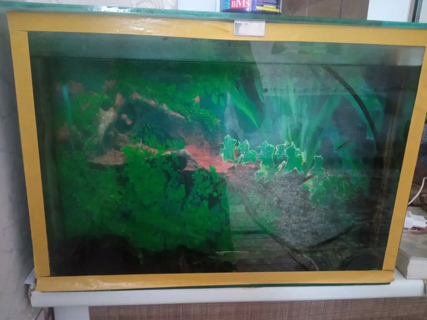 اکواریم|ماهی|همدان, |دیوار