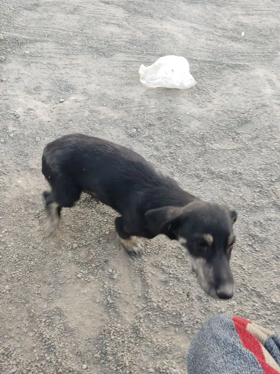 سگ خونگی مهربون|سگ|اصفهان, آفاران|دیوار