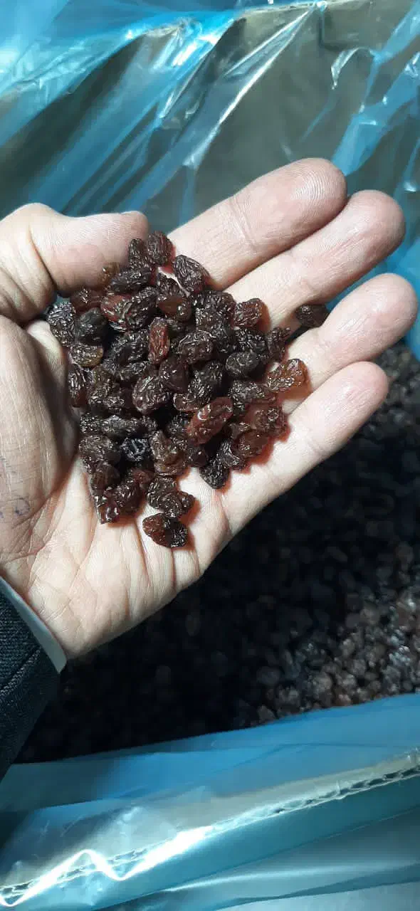 انواع کشمش بیدانه|خوردنی و آشامیدنی|شال, |دیوار