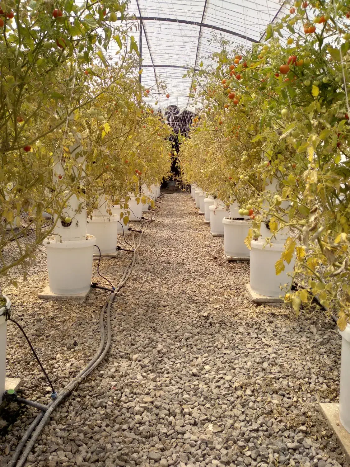 سازه های گلخانه|ماشین‌آلات صنعتی|بشاریات, |دیوار