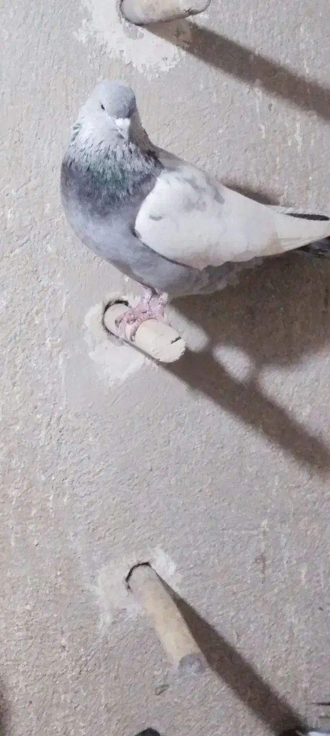 .سینه سبز|پرنده|شیراز, دینکان|دیوار