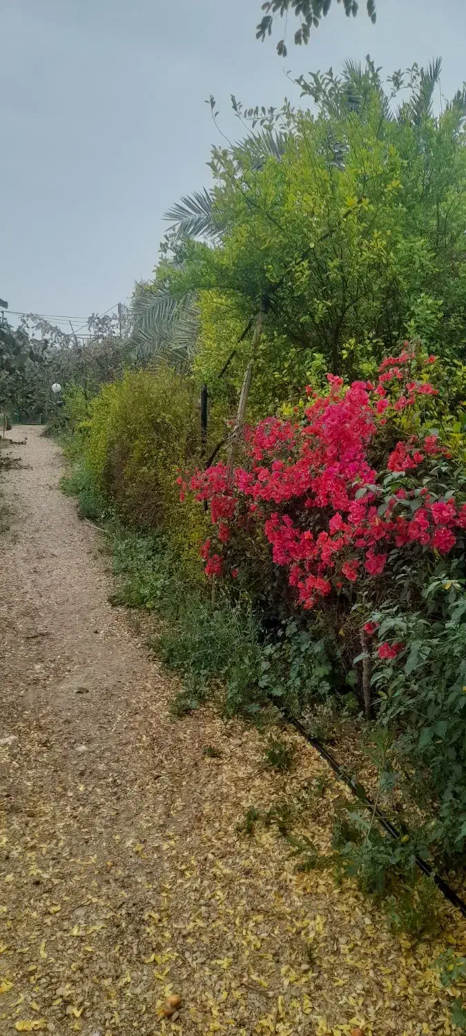 اجاره خونه باغ|اجارهٔ کوتاهمدت ویلا و باغ|برازجان, |دیوار