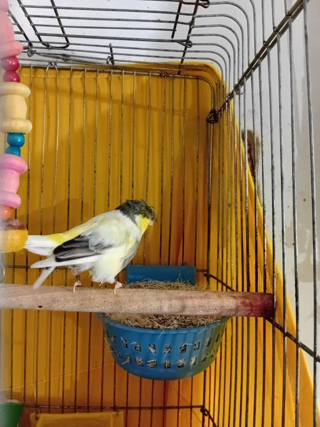 قناری نر گلدستر|پرنده|هشتگرد, سیف آباد|دیوار