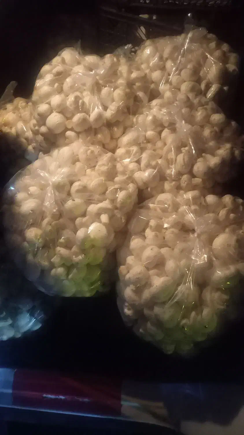 قارچ عمده و خرده|خوردنی و آشامیدنی|تهران, شادآباد|دیوار